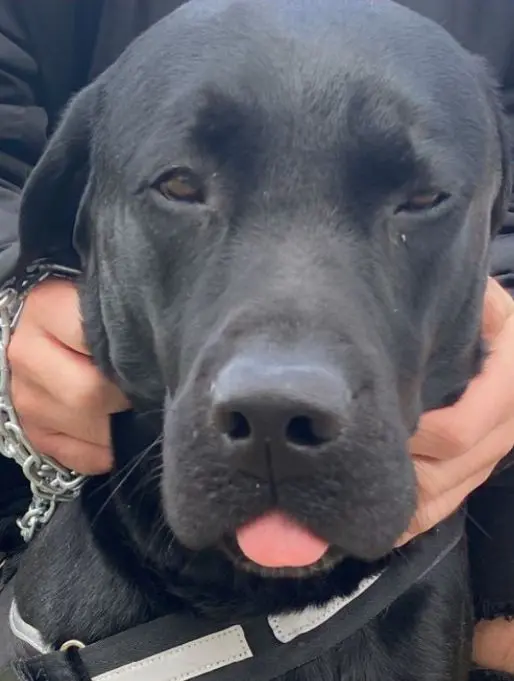 cane lost   34074 Monfalcone Iron