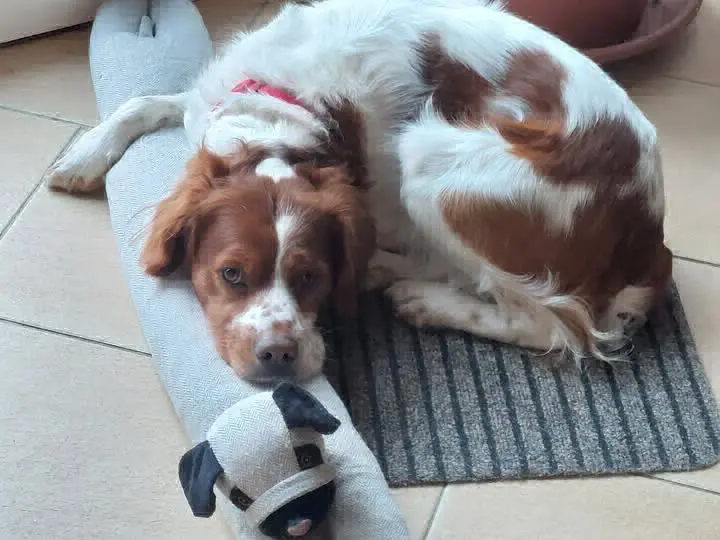 cane lost   34077 Ronchi dei Legionari Navarre