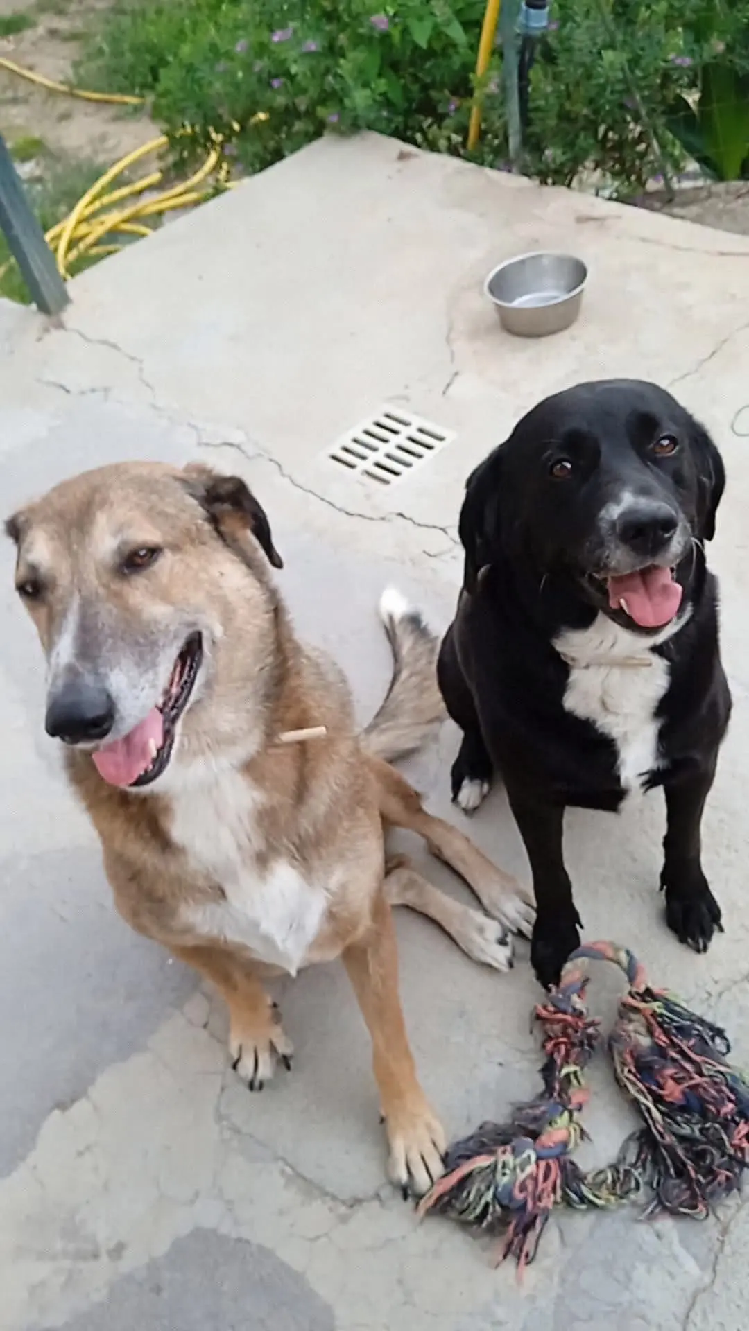 cane lost   18016 San Bartolomeo al Mare Bolt & mia