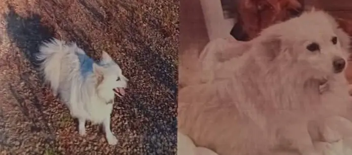 cane lost   18034 Sanremo Cody