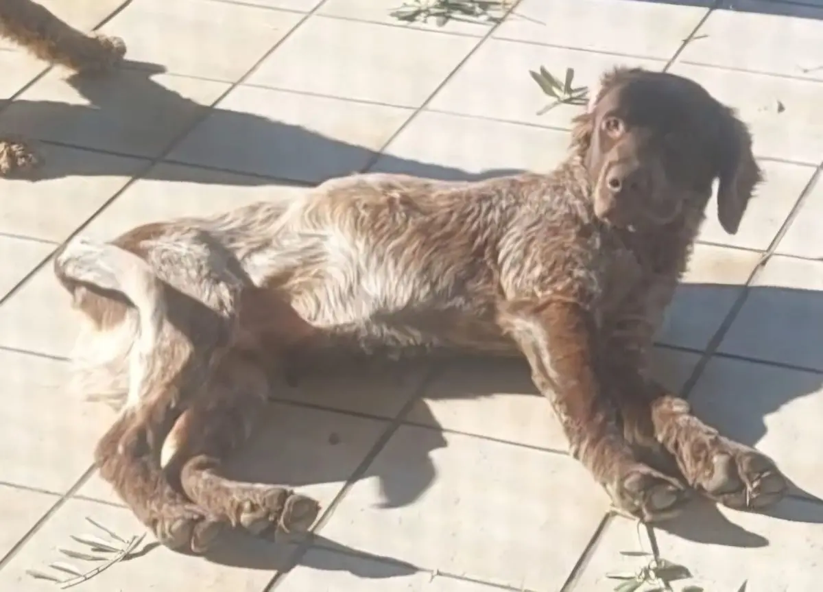 cane lost   86079 Venafro Orso