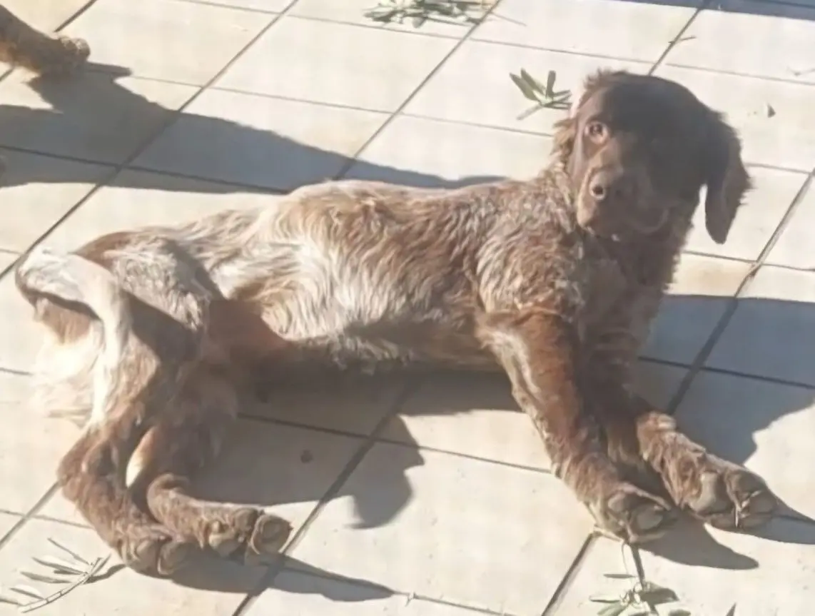 cane lost   86079 Venafro Orso