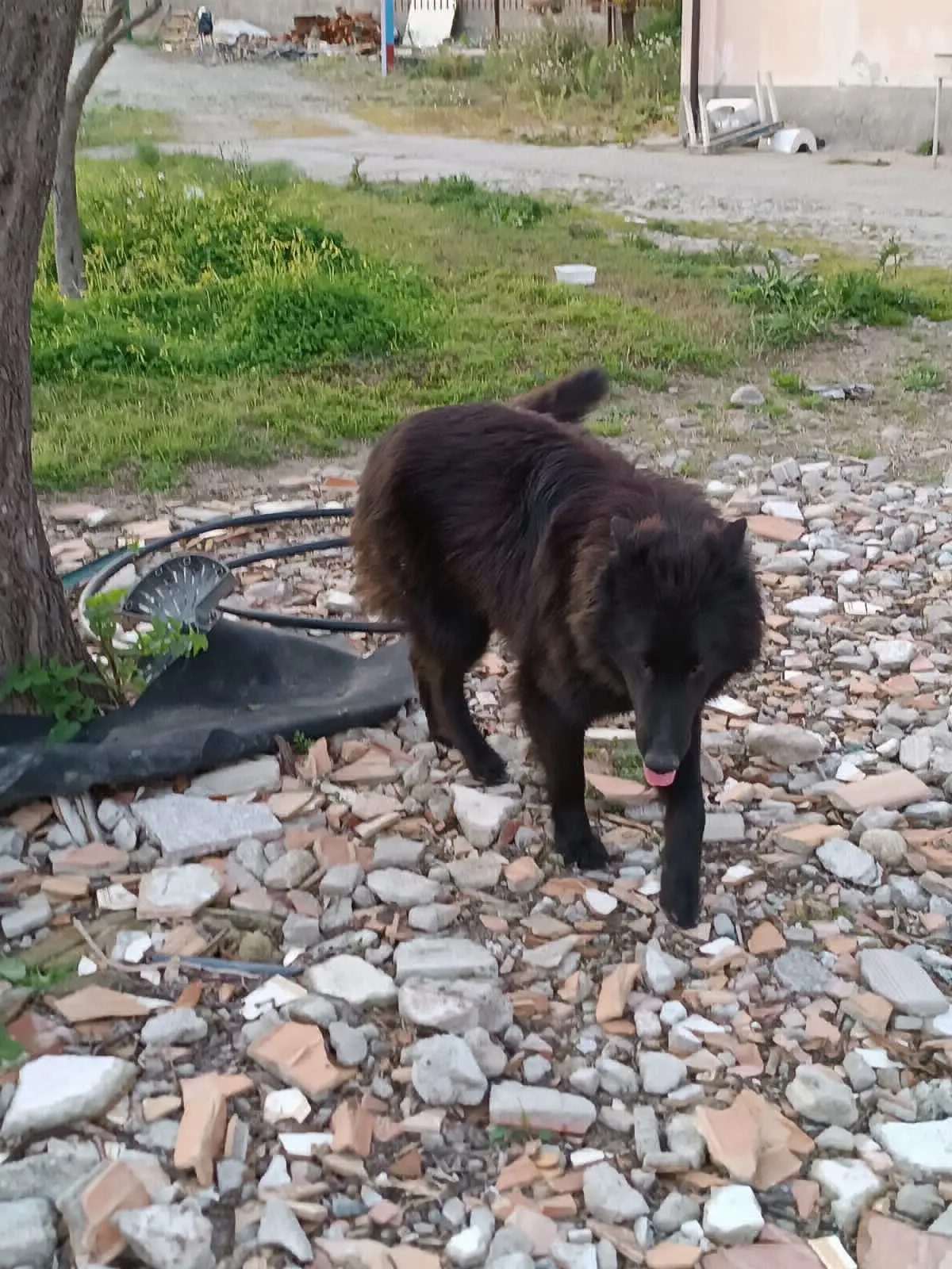 cane lost   88900 Crotone Notte