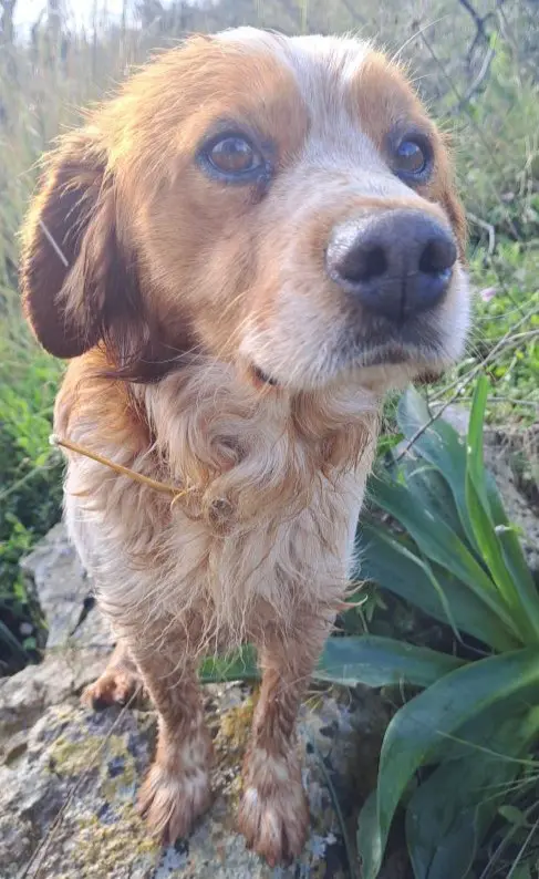 cane lost    San Donato di Lecce Ciccio