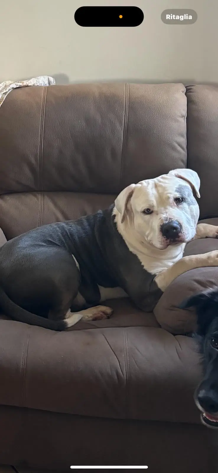 cane lost   73048 Nardò Ice