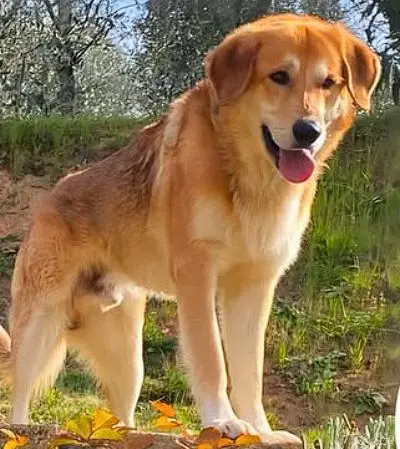 cane lost    Livourne Gully