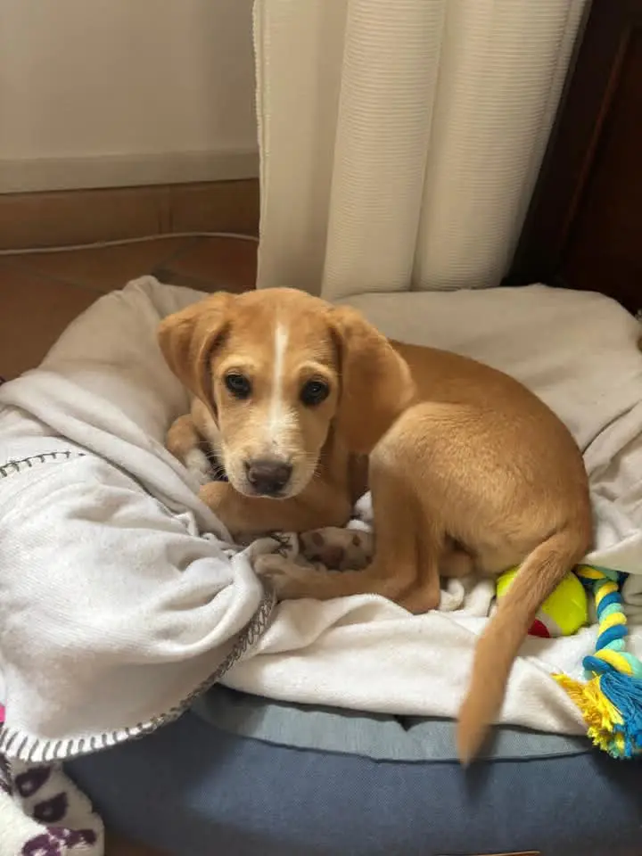 cane lost    Lucques Perro