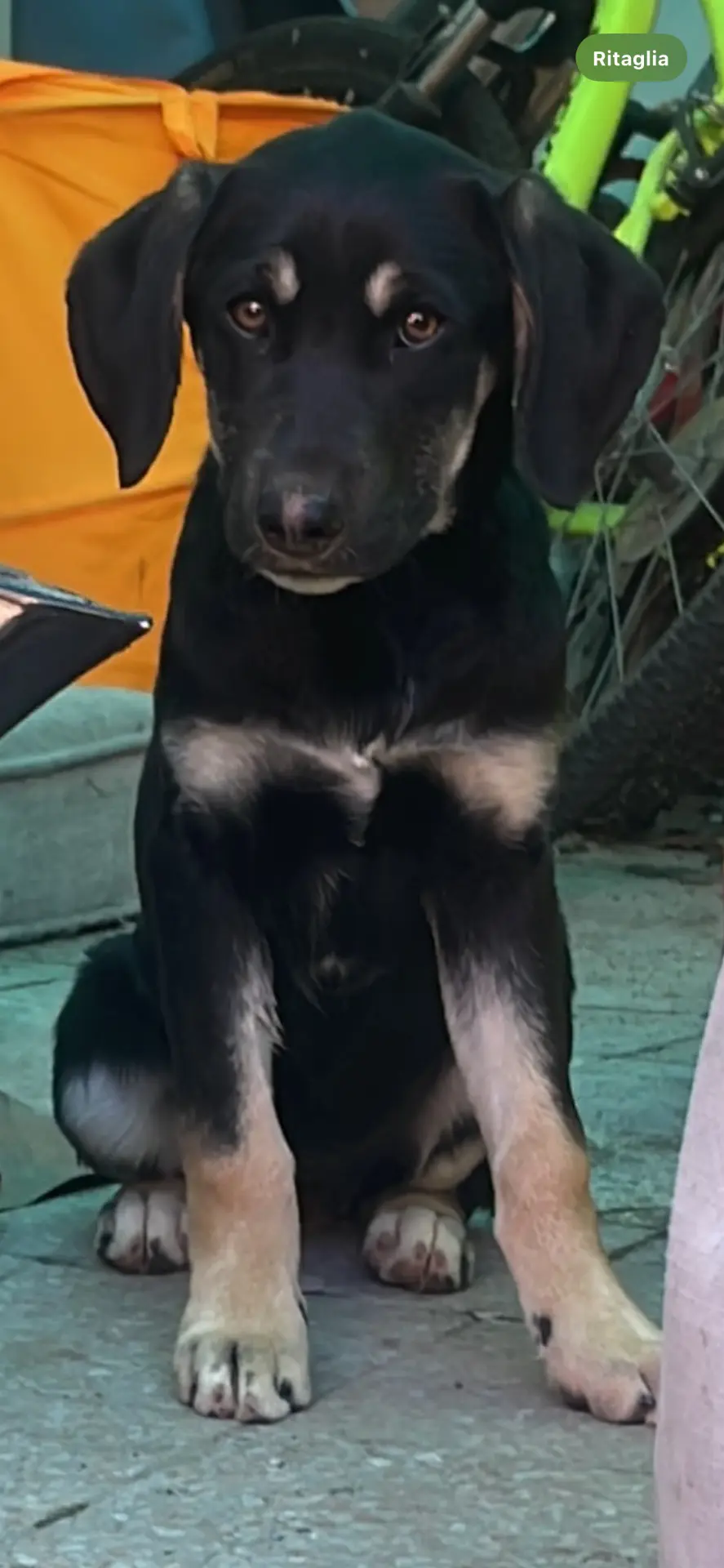 cane lost    Lucques Vera