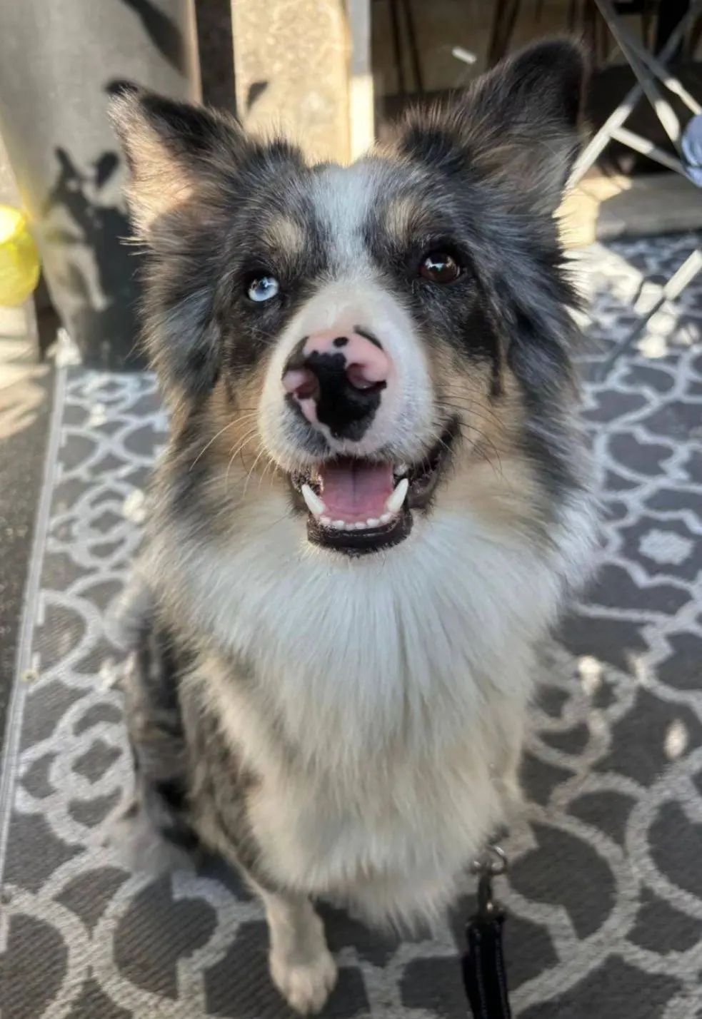 cane lost   20900 Monza Coco