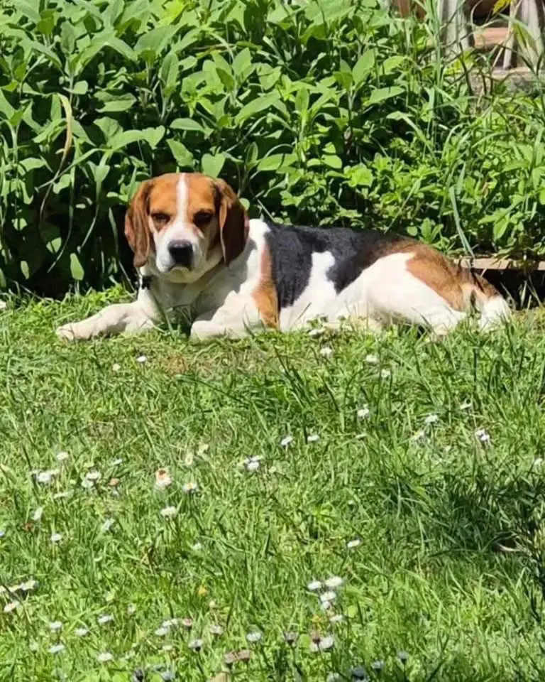 cane lost    Urbisaglia Marley