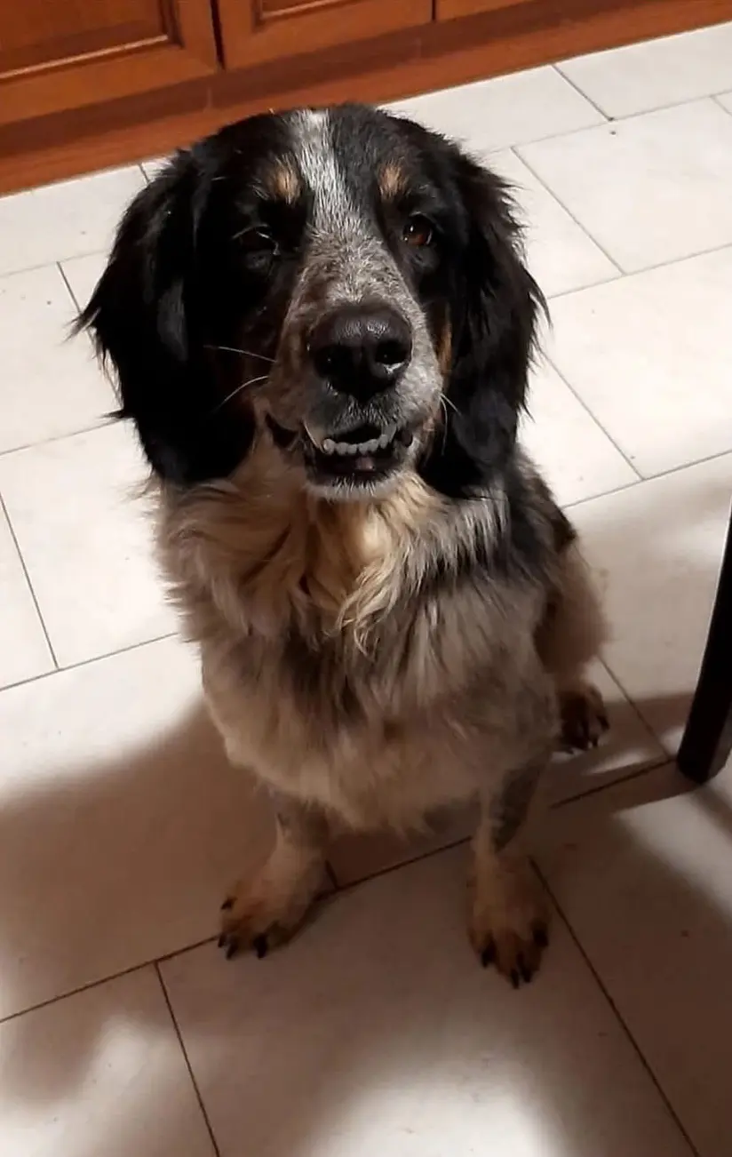 cane lost  Strada Provinciale 30 Collattoni  Monte Cavallo Wapi