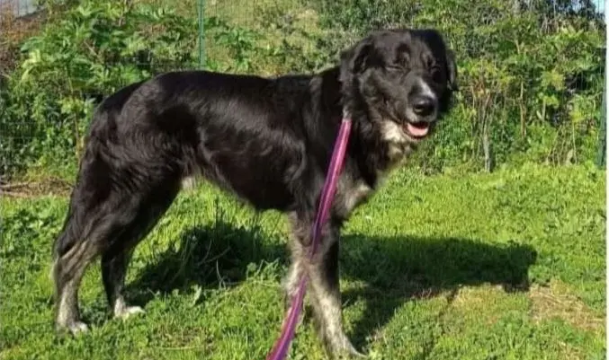 cane lost    Messine Argo