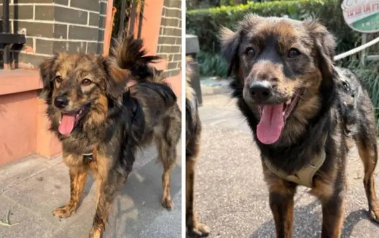 cane lost   20054 Segrate Mask e daisy