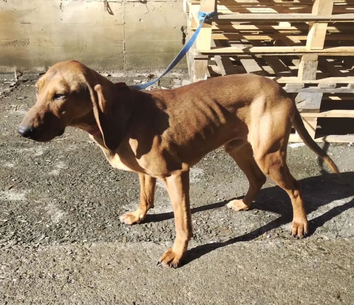 cane lost   41021 Fanano Ringo