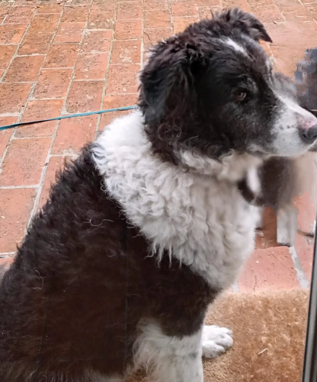 cane lost   41054 Marano sul Panaro Scec