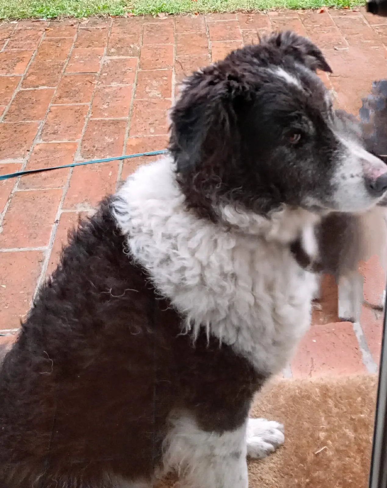 cane lost   41054 Marano sul Panaro Scec