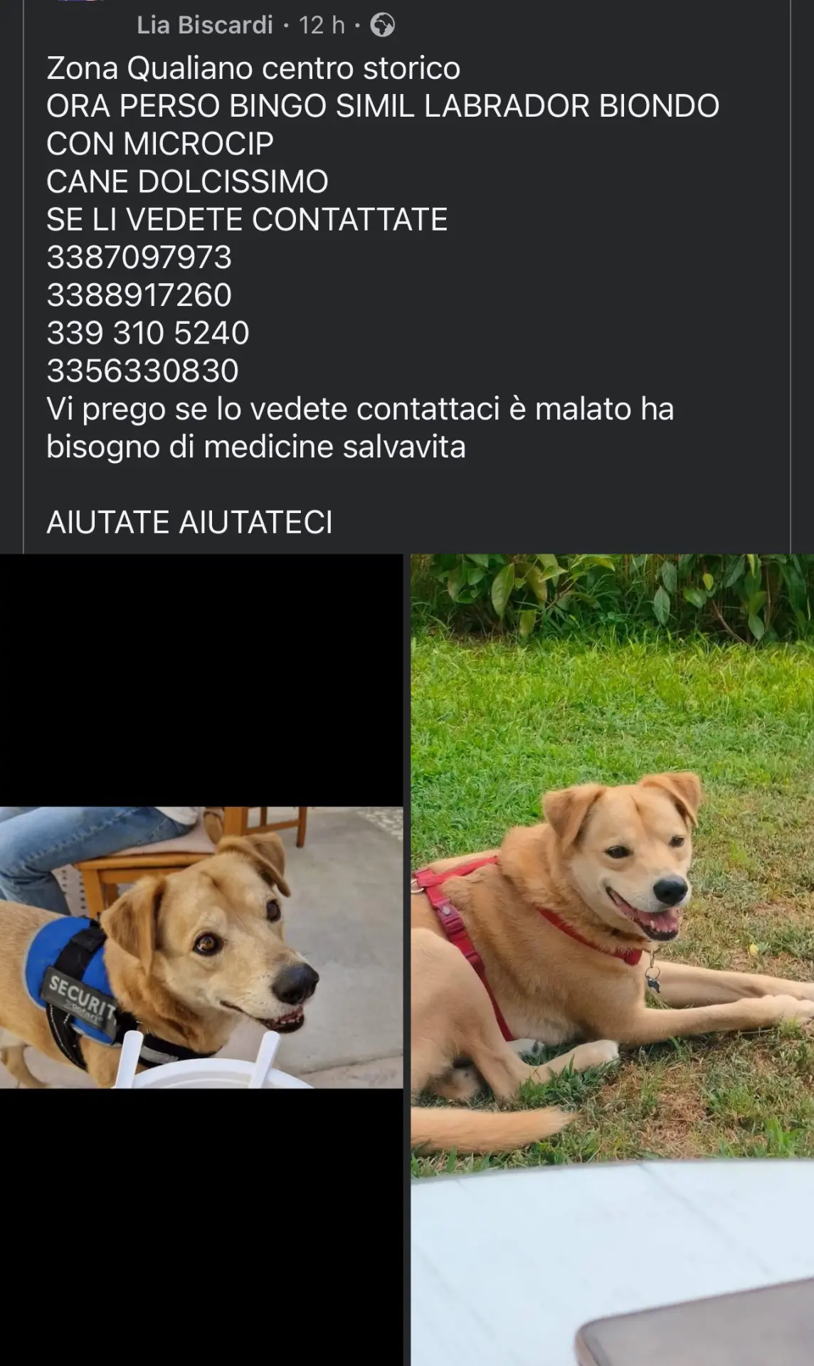 cane lost   80019 Qualiano Bingo