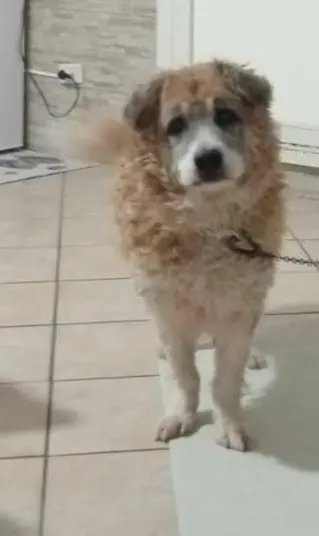 cane lost   80026 Casoria Cucciolo