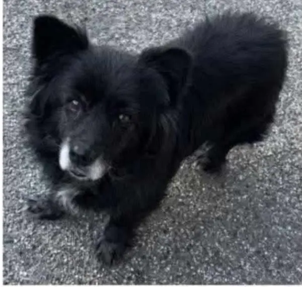 cane lost   80016 Marano di Napoli Fiocco