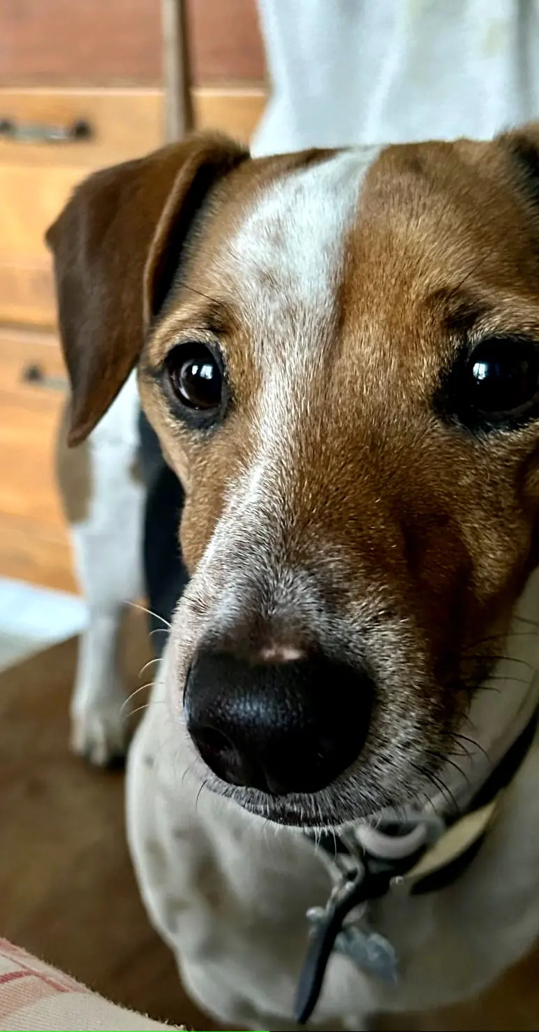 cane lost   80057 Sant'Antonio Abate Jack