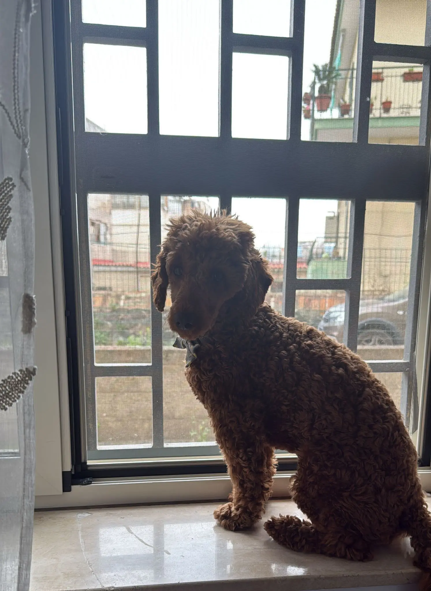 cane lost   80059 Torre del Greco Leo