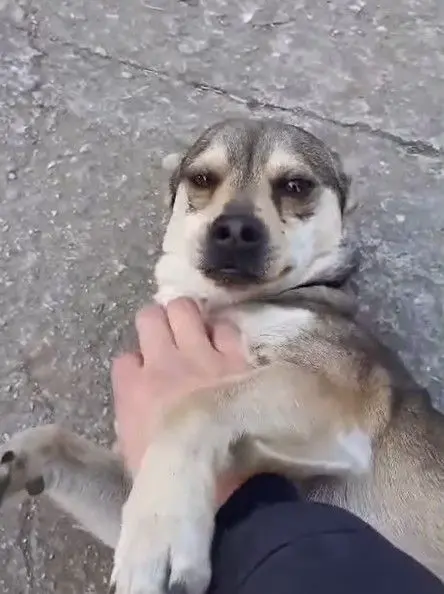 cane lost   80016 Marano di Napoli Nanetto