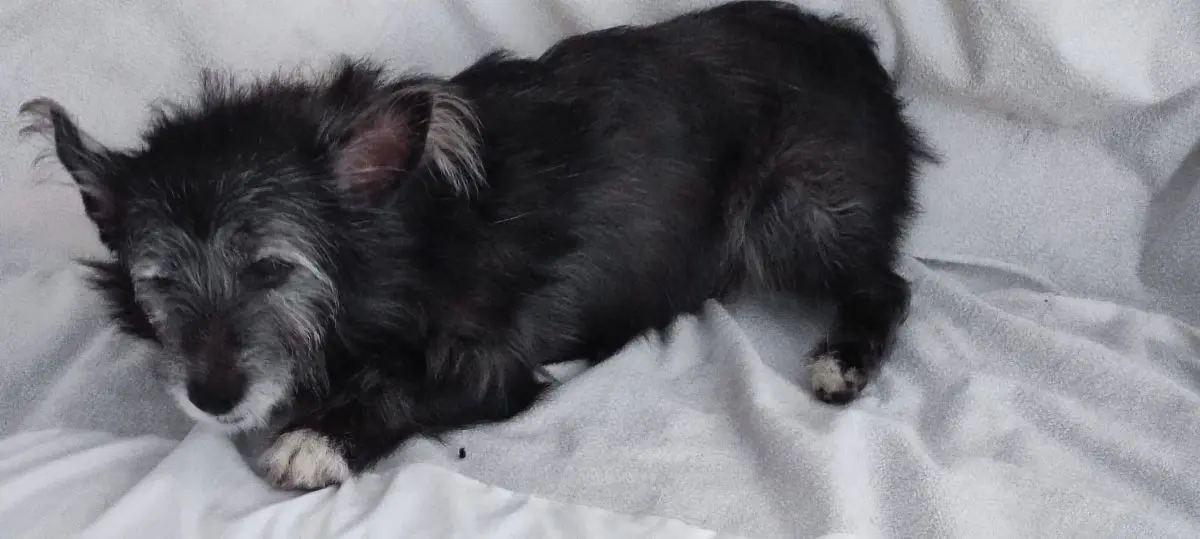 cane lost    Boscotrecase Piumino