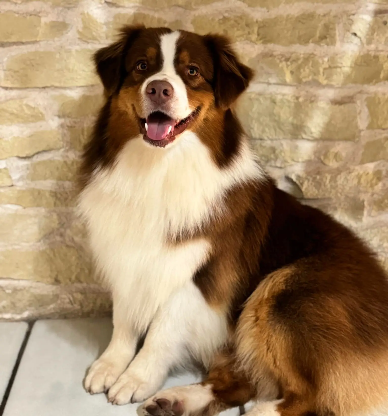 cane lost    Massa di Somma Raul