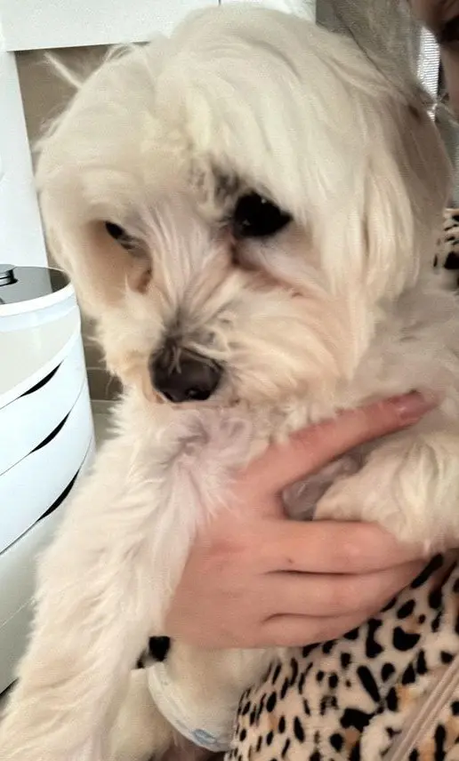 cane lost    Caivano Roy