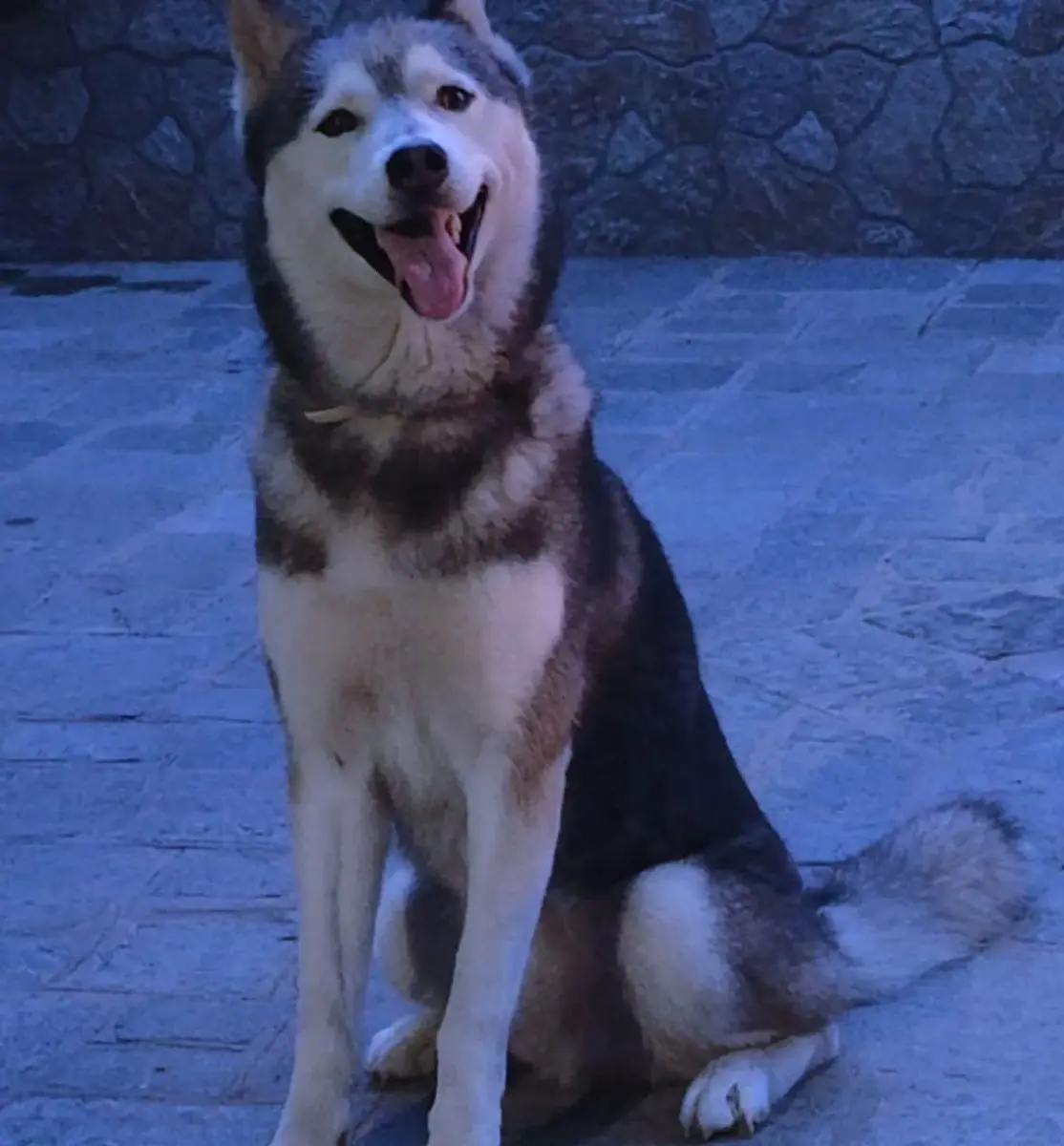 cane lost  Piazzale Zaha Hadid 80021 Afragola Yago