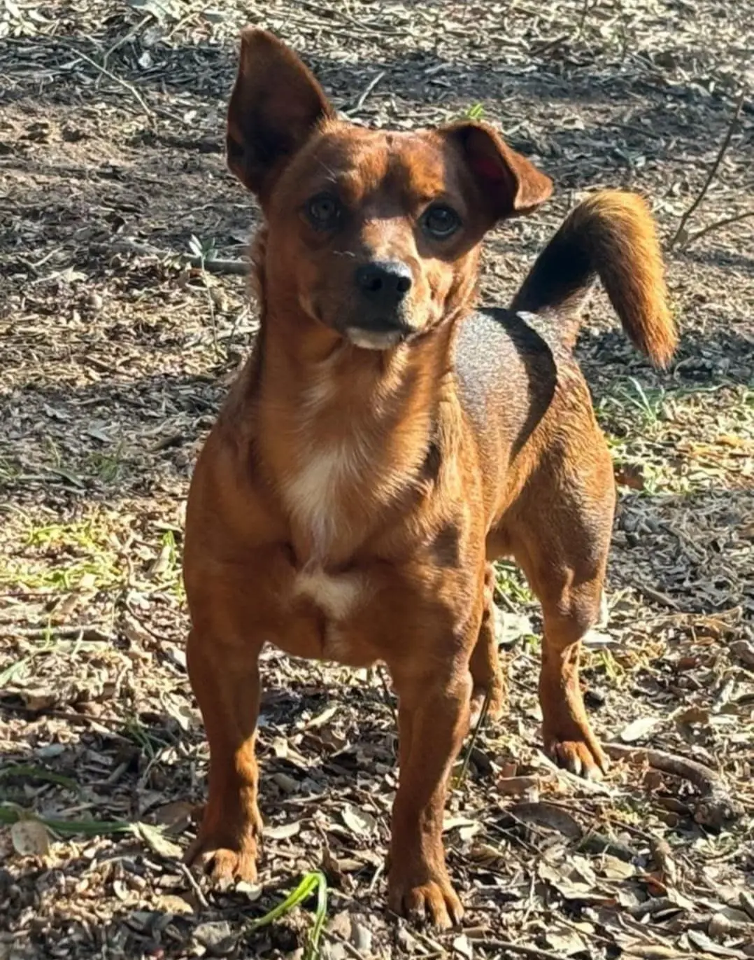 cane lost   09070 Sèneghe/Seneghe Brandy