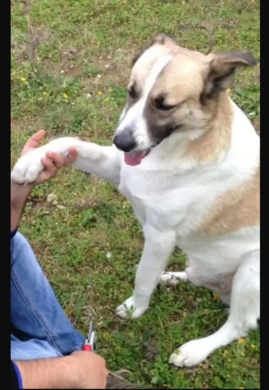 cane lost   09070 Arriora/Riola Sardo Lillo