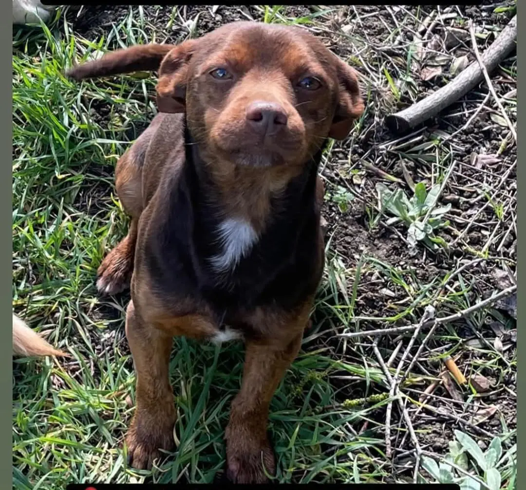 cane lost   09084 Siapicia/Siapiccia Milo