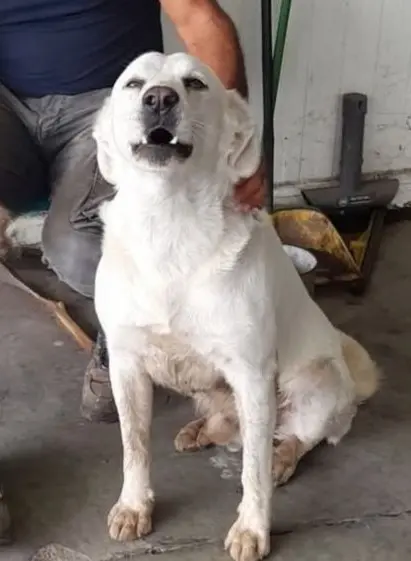 cane lost   09070 Arriora/Riola Sardo Sammy