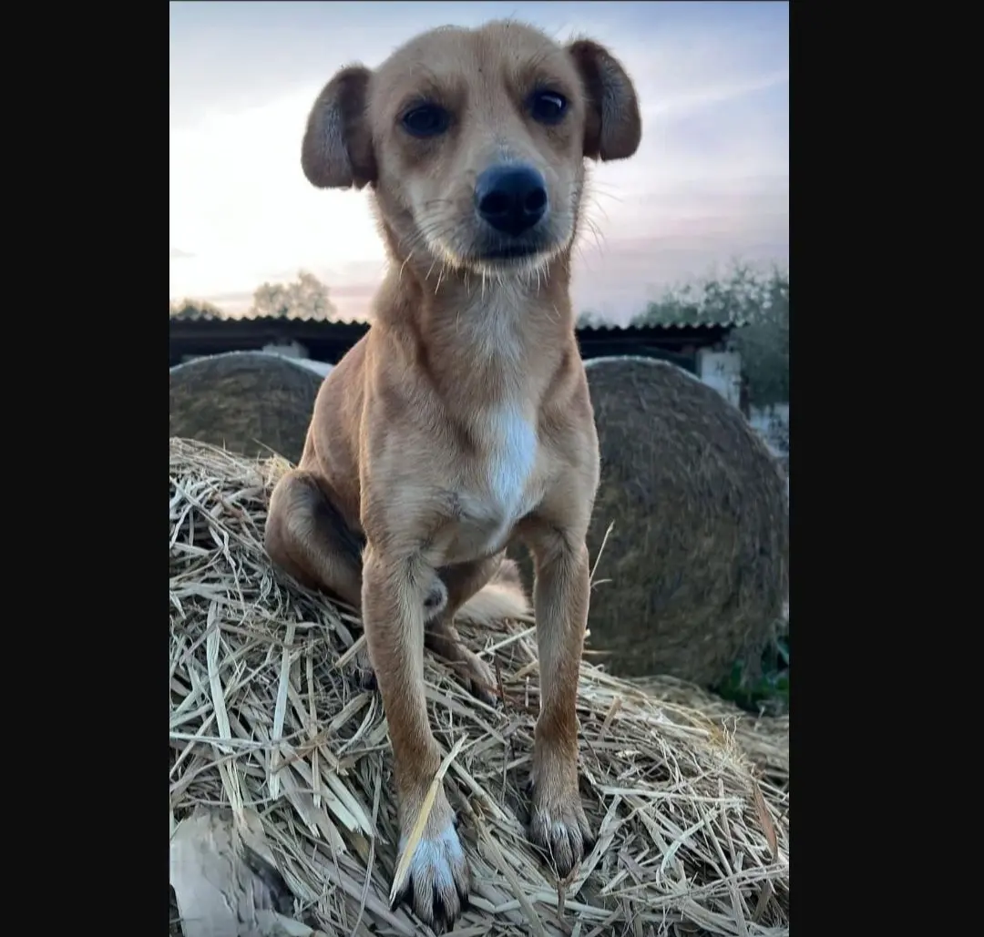 cane lost   09170 Oristano Sibino