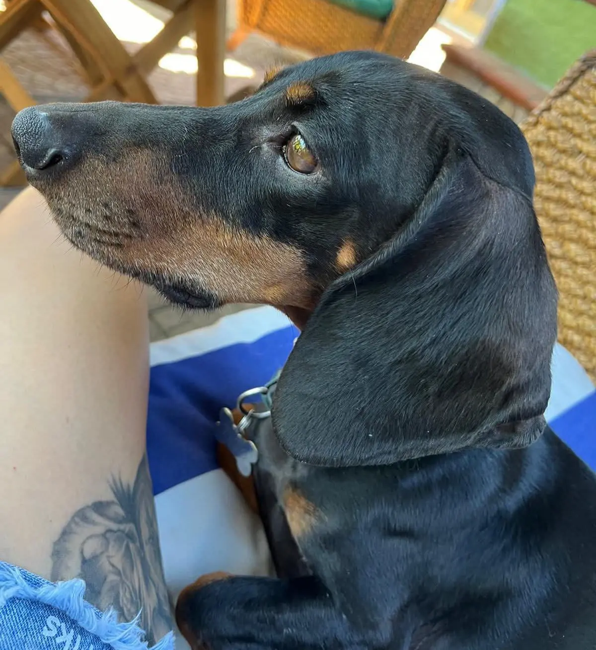 cane lost   09072 Cabras Tito