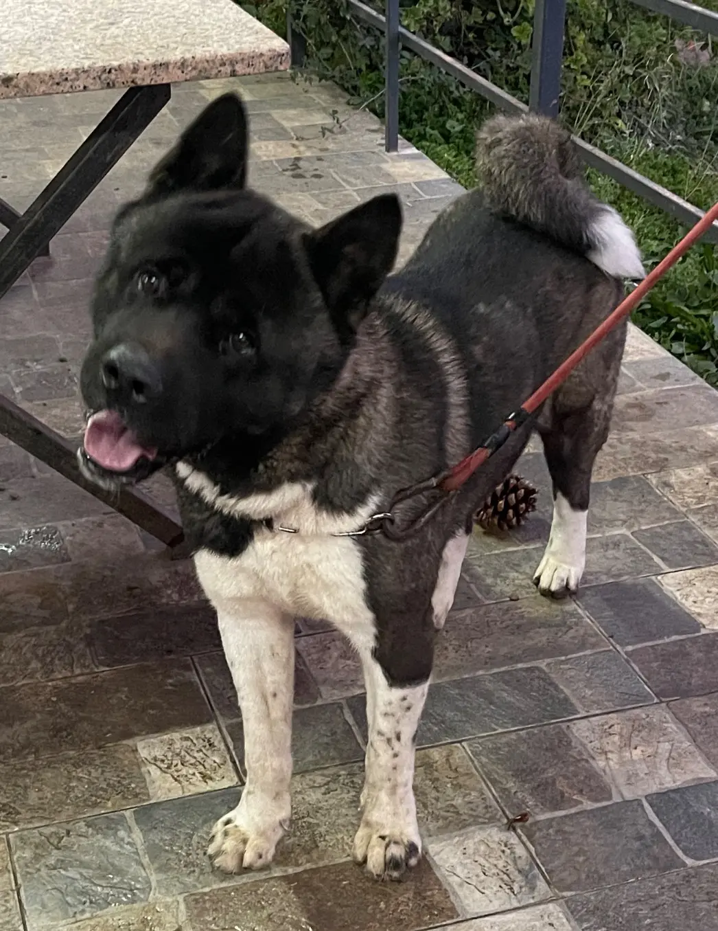 cane lost   90030 Villafrati Achiko