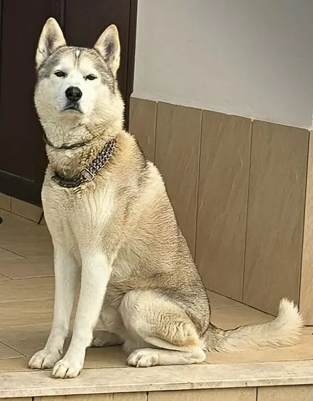 cane lost   90041 Balestrate Honey