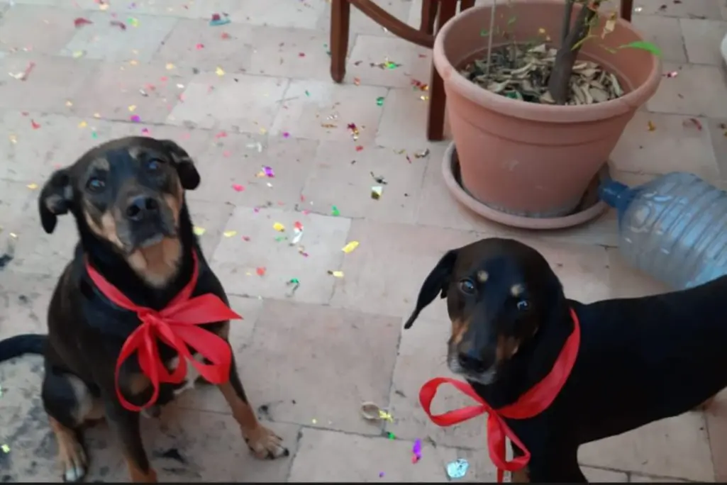 cane lost   90044 Carini Nico e tommy