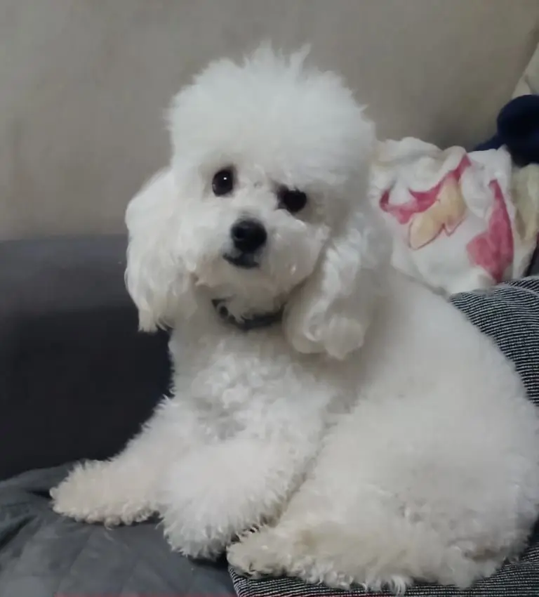 cane lost   90034 Corleone Paco