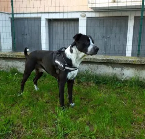 cane lost    Besenzone Darwin