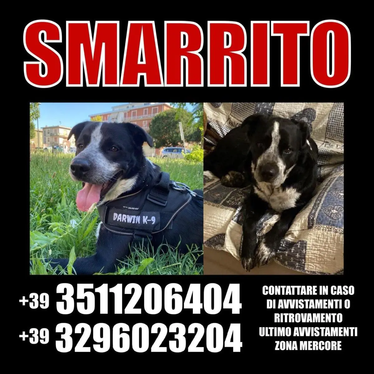 cane lost    Plaisance Darwin