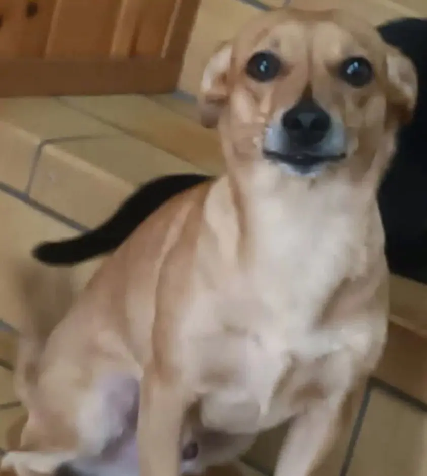 cane lost   35020 Albignasego Bingo