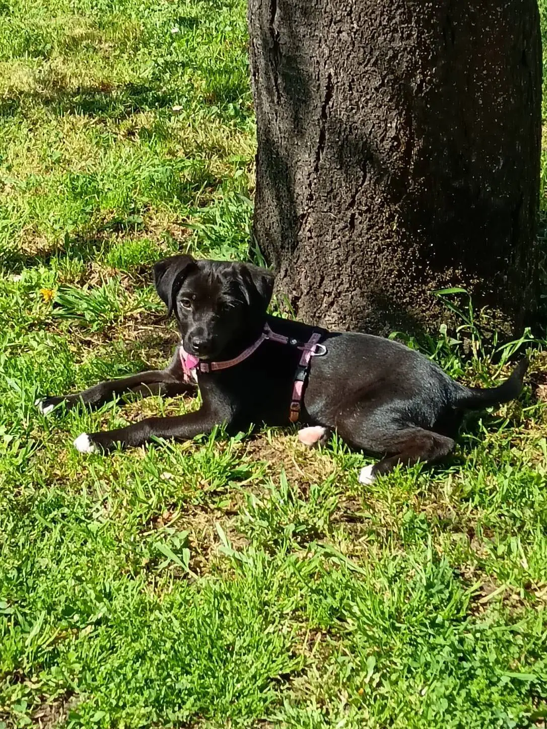 cane lost   35030 Galzignano Terme Charlie