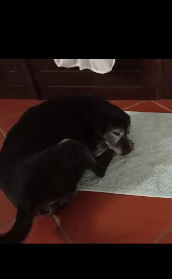 cane lost   35020 Arre Morrison