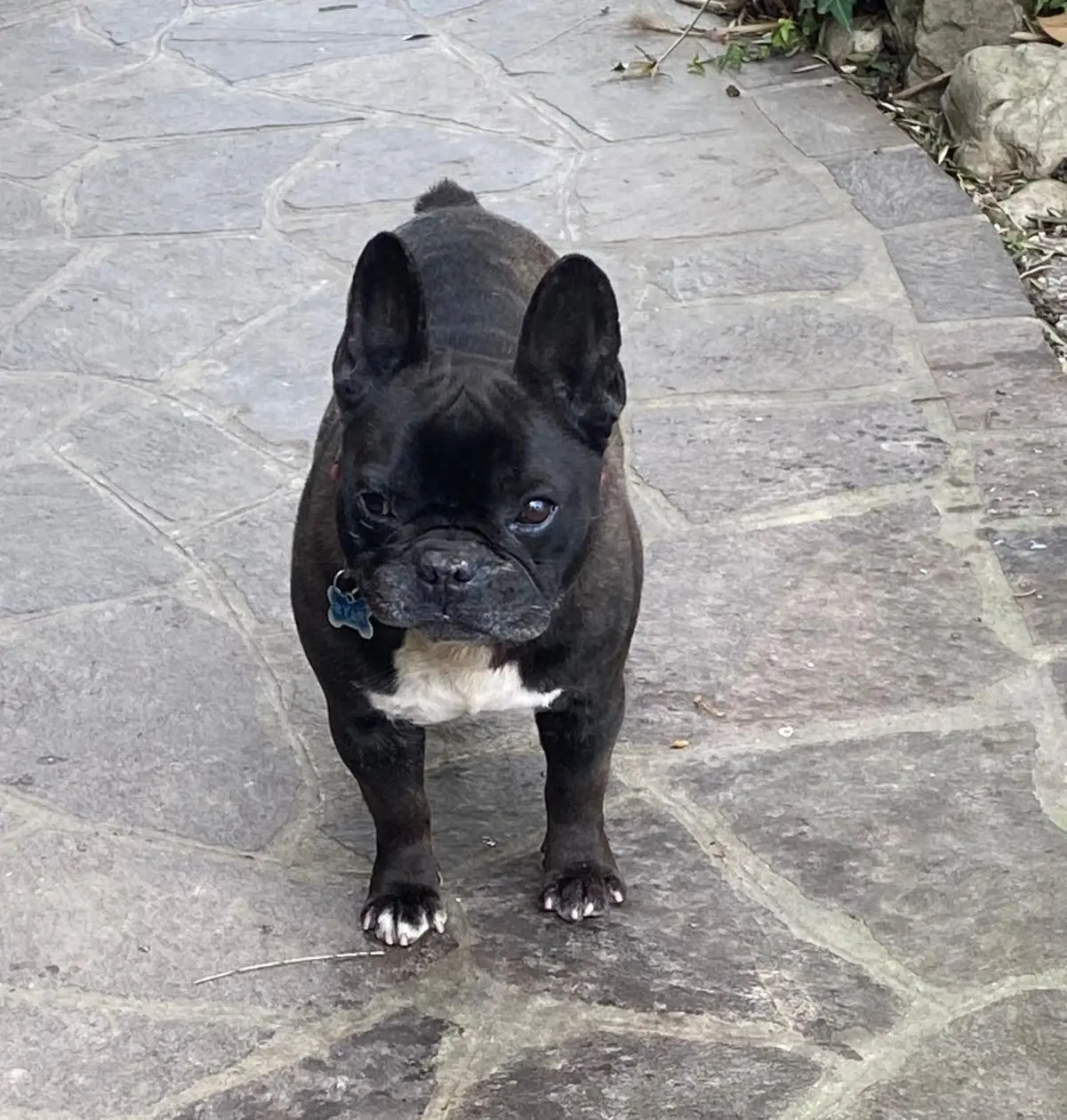 cane lost   35020 Ponte San Nicolò Ryan