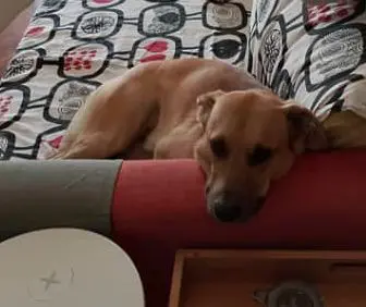 cane lost  Piazza Alfredo Beni 65016 Montesilvano Ugo