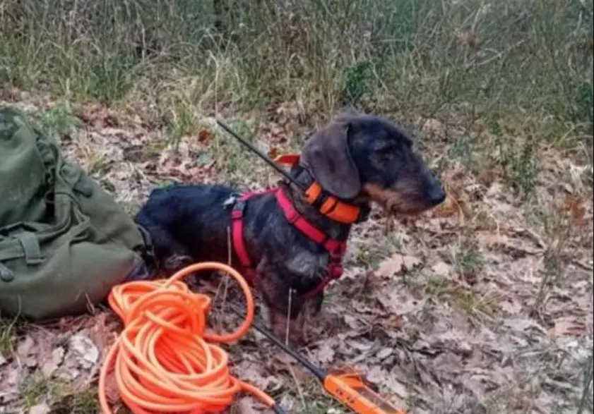 cane lost   06073 Corciano Baffo