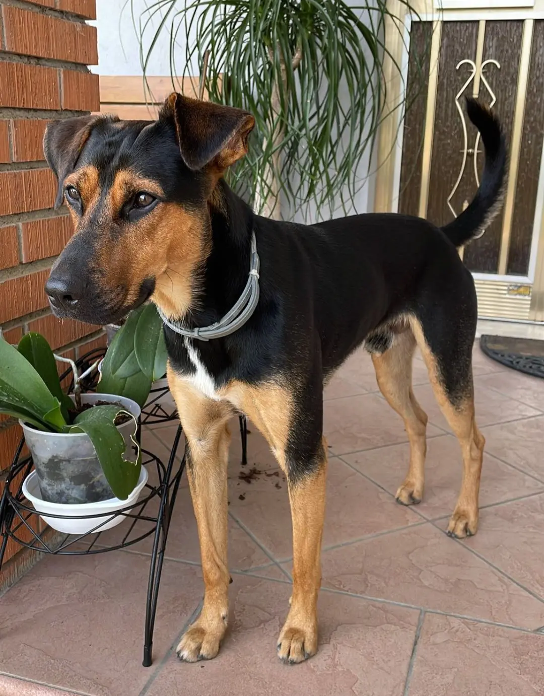 cane lost   06081 Assise Bob