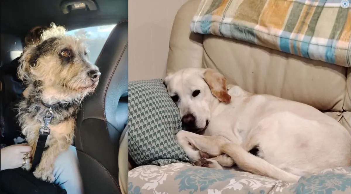 cane lost   06063 Magione Bonnie & clyde